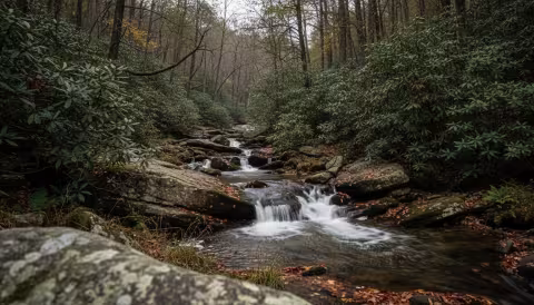 Mountain stream flowing through Appalachian cove forest with rhododendron and mossy rocks