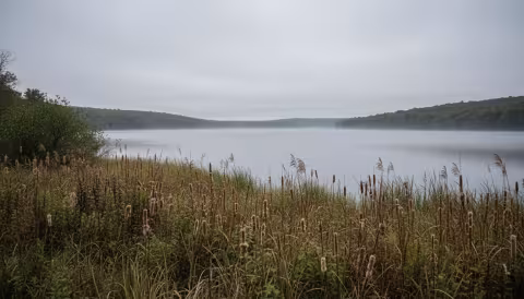 Great Lakes coastal wetland with cattails and sedges at misty morning