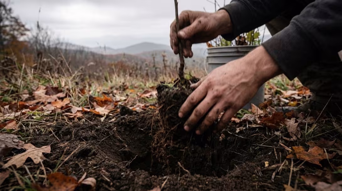 Hands planting native tree seedling in forest clearing with dark soil, overcast October morning