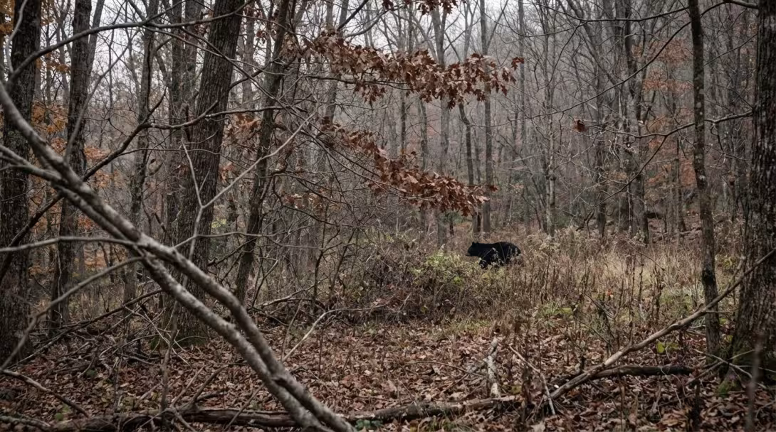 Black bear at distance crossing a forest clearing in the southern Blue Ridge, overcast November morning